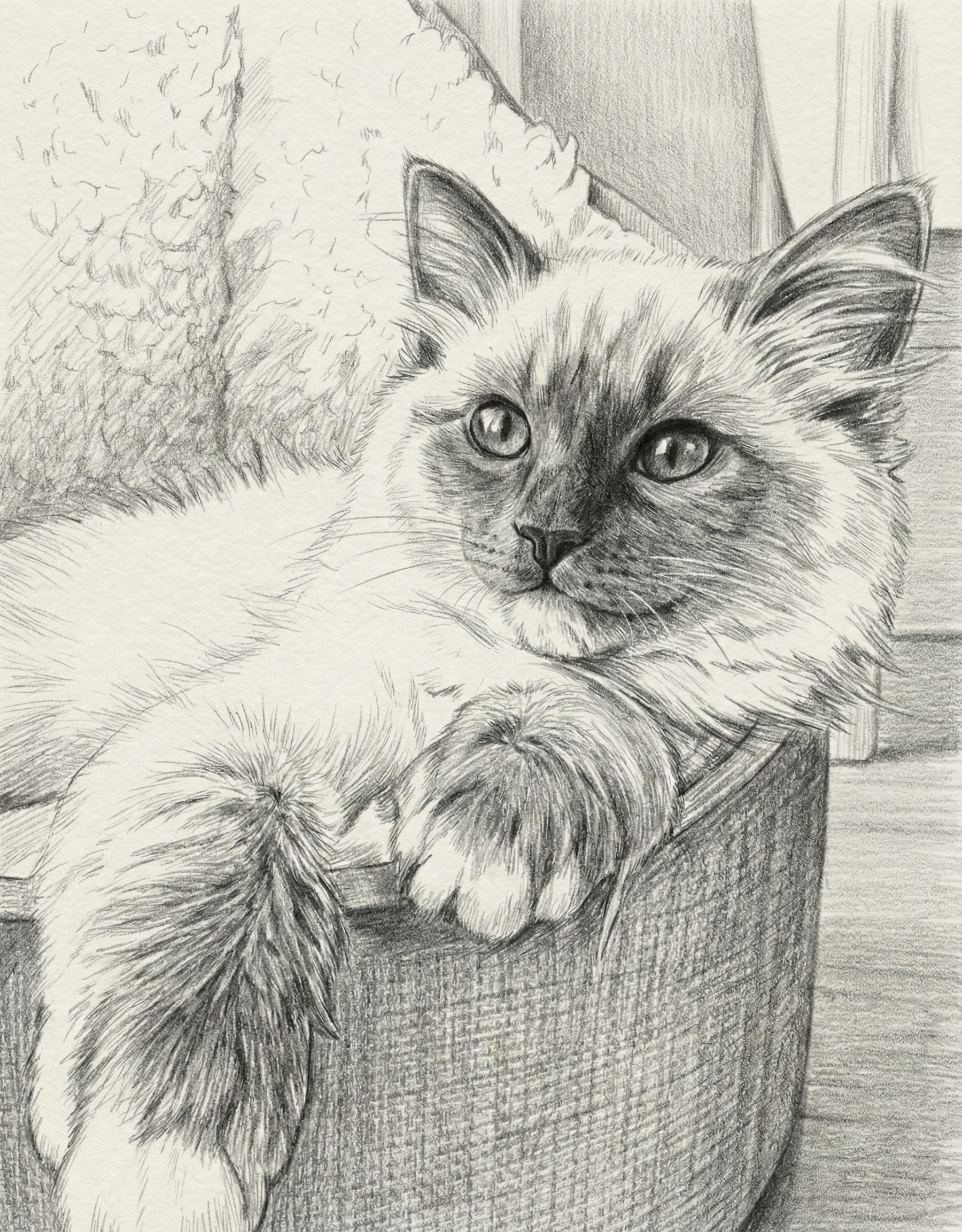 Pet Portrait