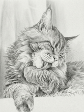 Pet Portrait