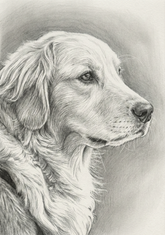 Pet Portrait